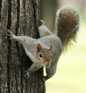 scoiattolo-grigio