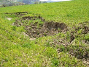 Todicascianellaaprile 4