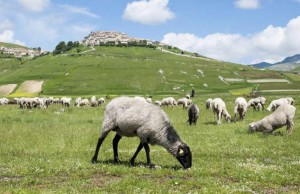 castelluccio di norcia obiettivo terra