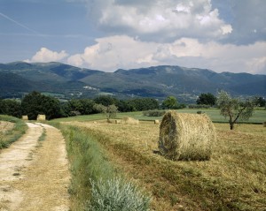 MassaMartana campagna