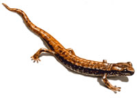 reptilia