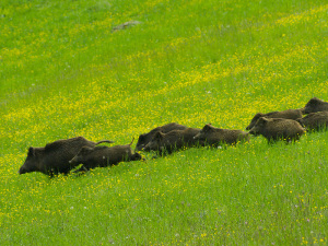 cinghiale3