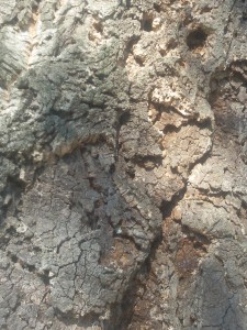 sughera-corteccia