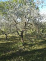 ulivi piante grandi