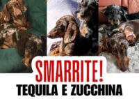 Smarrite due cagnoline di razza bassotto