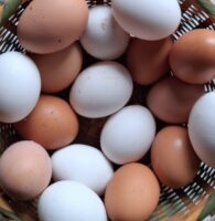 Uova fresche di gallina