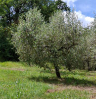 ulivi piante grandi da trapiantare