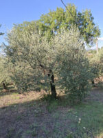 Ulivi di 25 anni