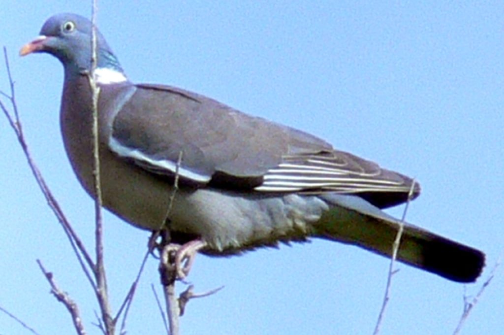 1a17