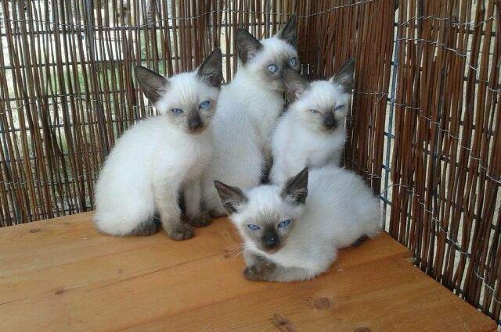 1ec02cbf9c2dc4a0345b857bbf1cd95a_orig 1ec02cbf9c2dc4a0345b857bbf1cd95a_orig