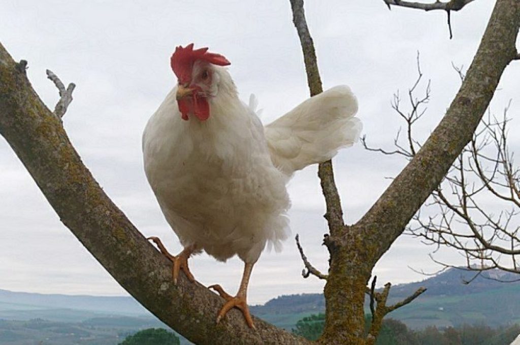 400139300298_76477(2)