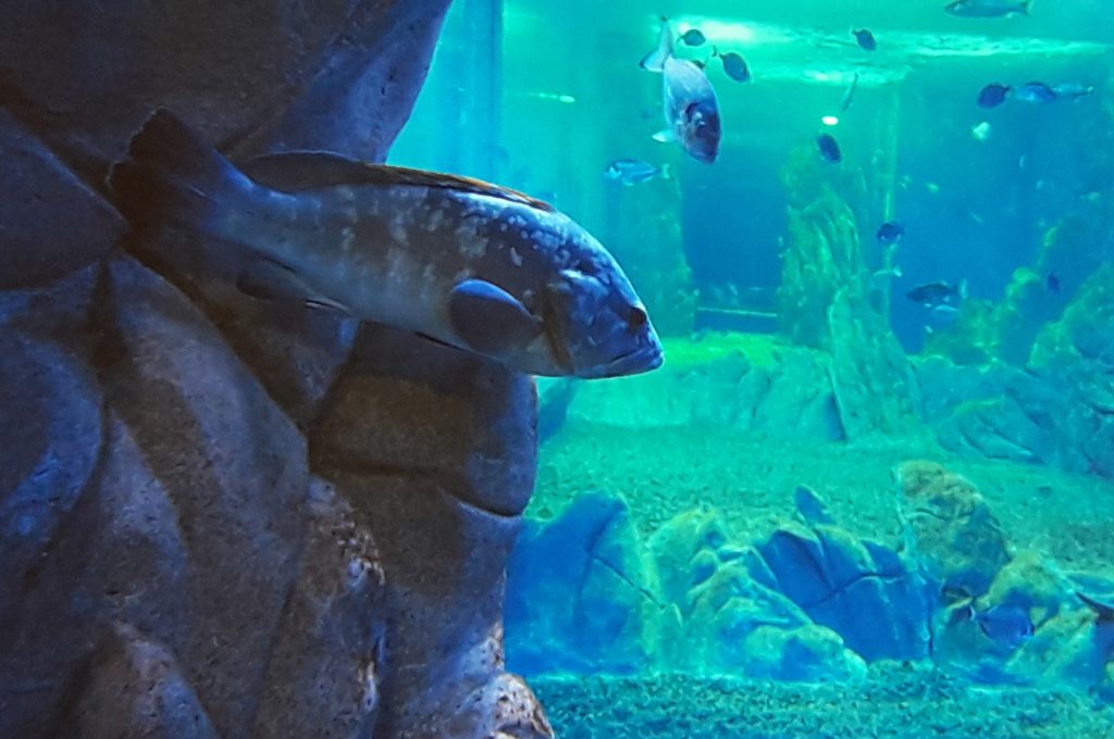 Acquario 5