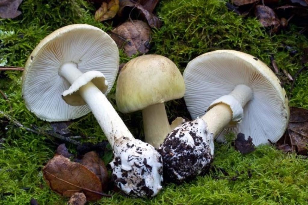 Amanita falloide