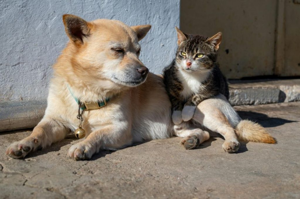 Cani e gatti 1