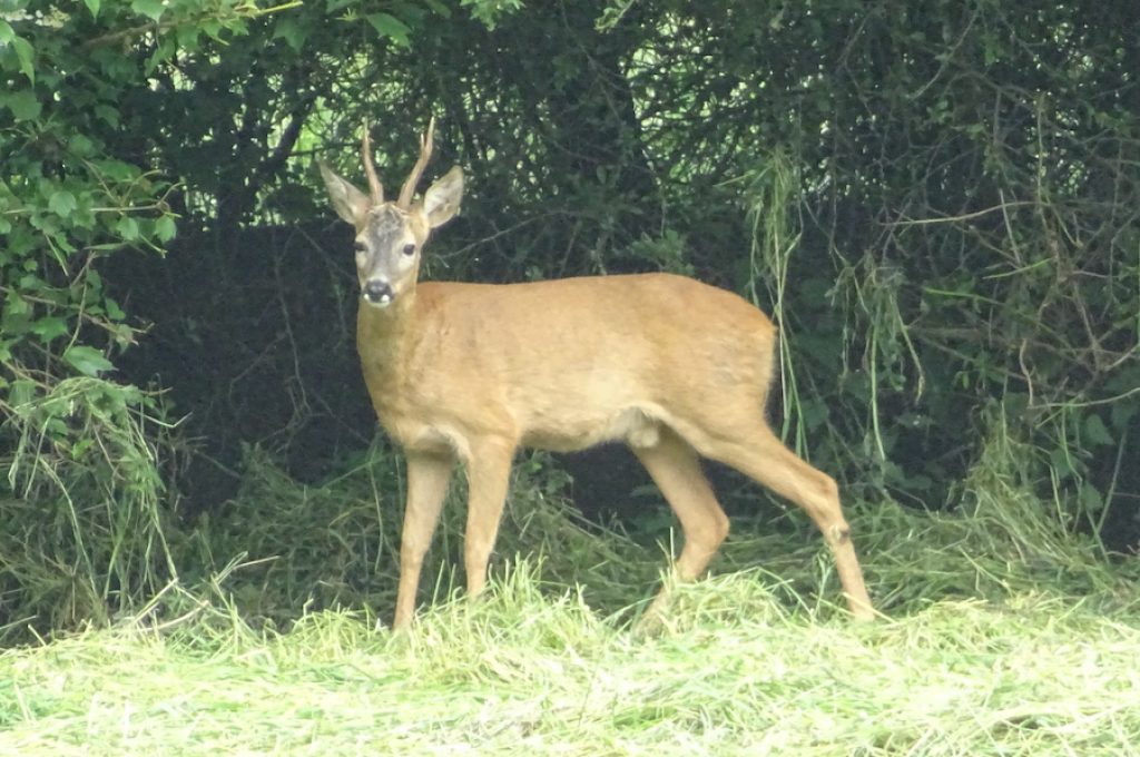 Capriolo selezione