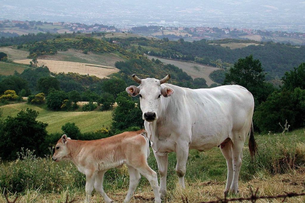 Chianina