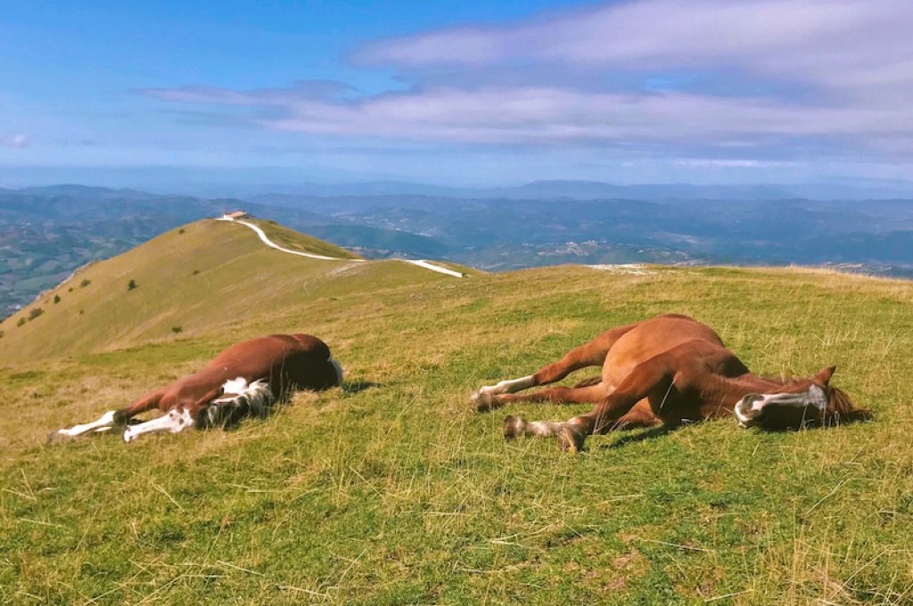 FRANCESCO SCASSELLATI primo classificato Animali