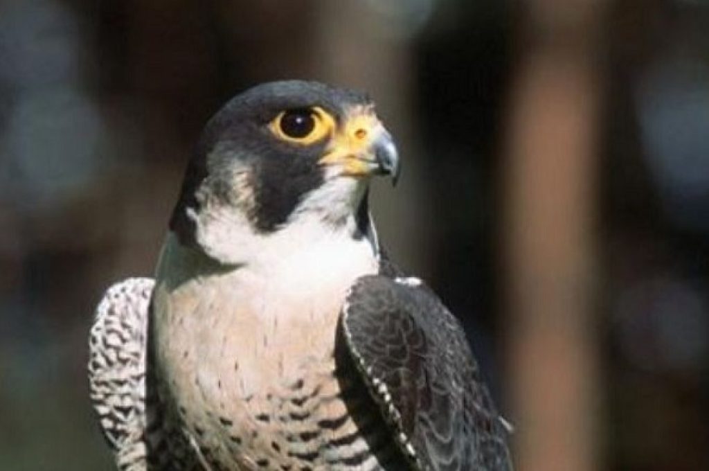 Falco-pellegrino-4