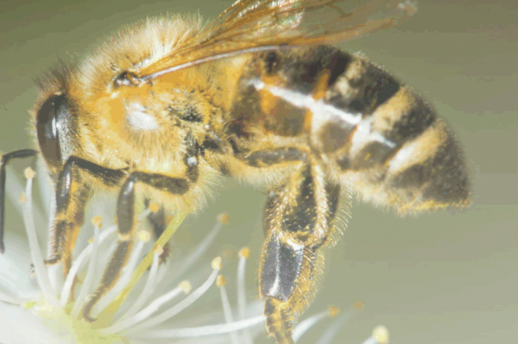 Giornata mondiale delle api