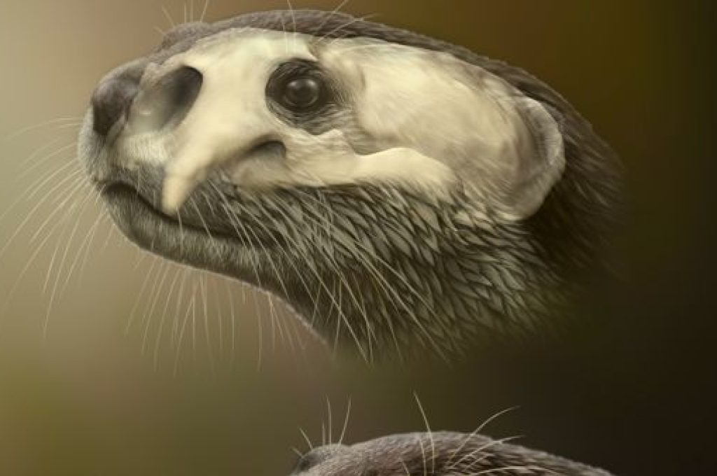 Lontra_fossile_Umbria_(disegno Dawid Iurino)-2