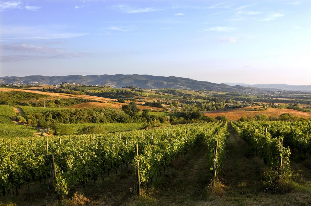 Lungarotti_ Torgiano_vigneti