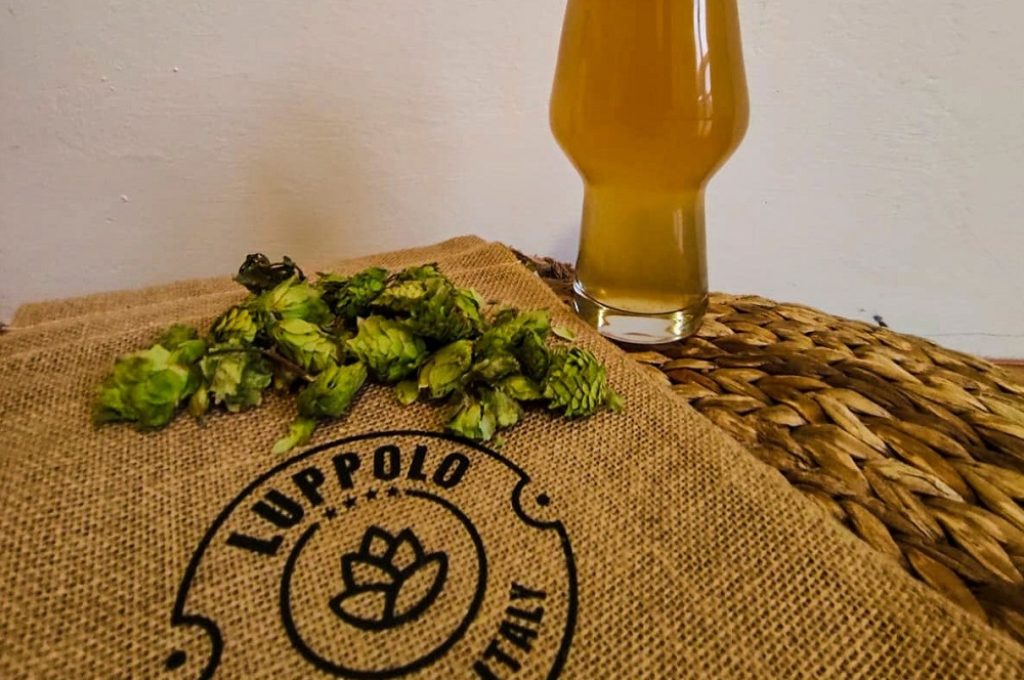 Luppolo made in italy_birra e luppolo