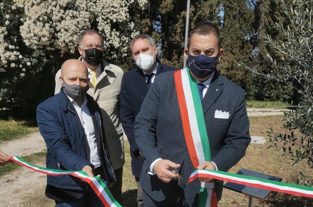 L’ulivo della rinascita