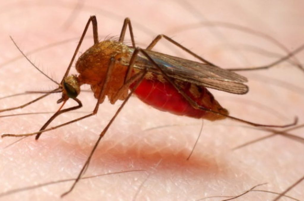 MALARIA_zanzara