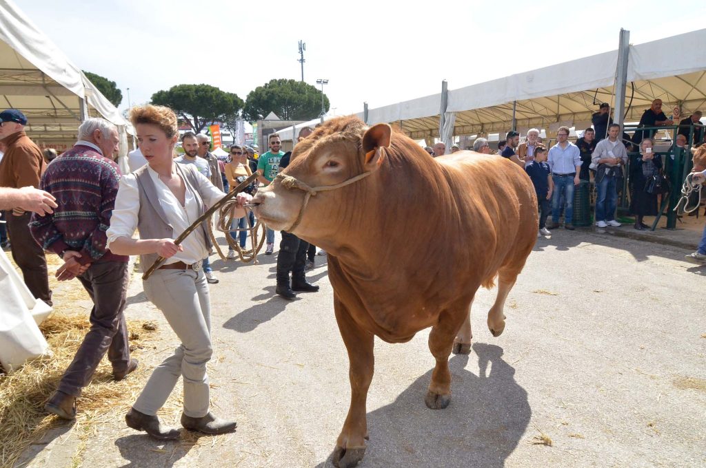 durante Agriumbria 2017 Mostra Nazionale Agricoltura Zootecnia Alimentazione presso Umbriafiere Bastia Umbra IT, 01 aprile 2017. Foto: Michele Benda [riferimento file: 2017-04-01/7K0_8026]