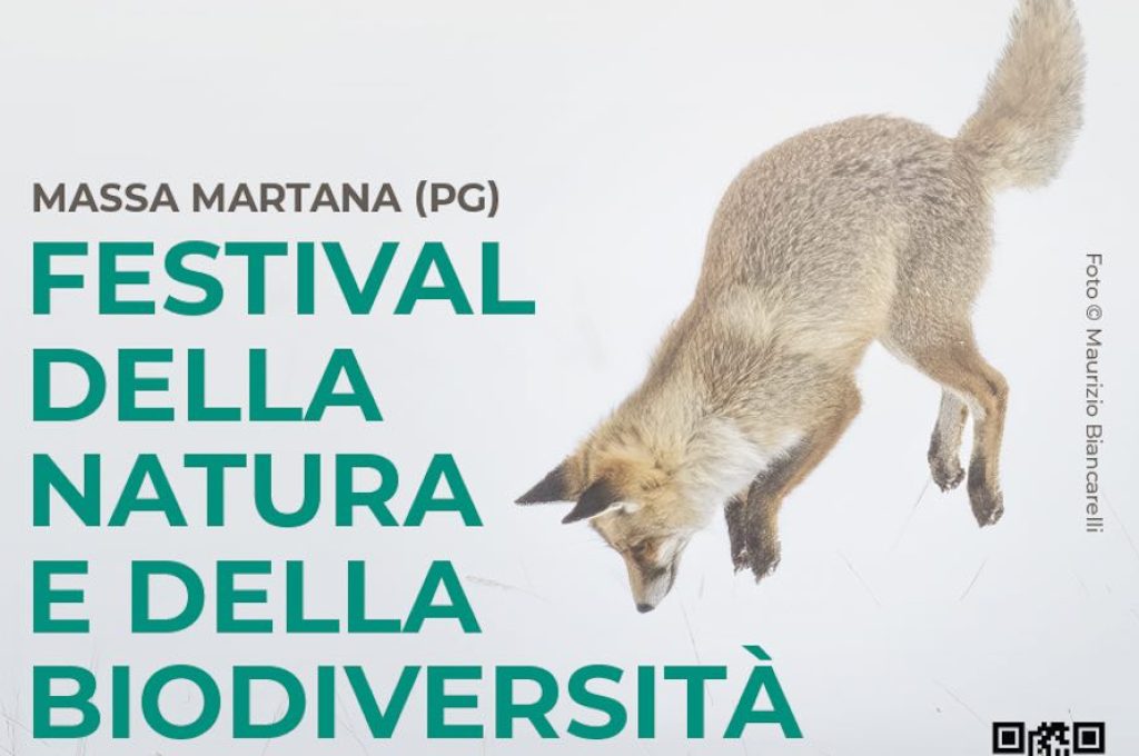 Massa martana wild
