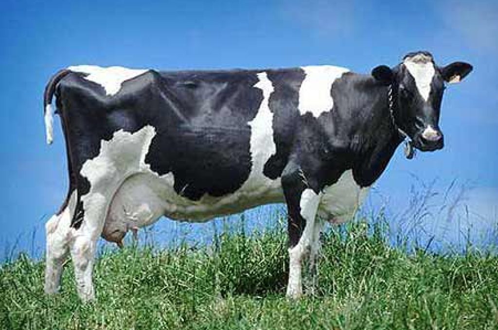 Mucca2