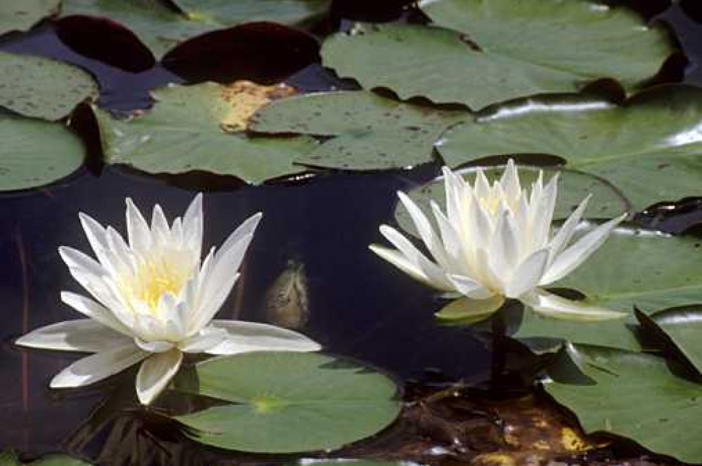 Ninfee_sul_Lago_
