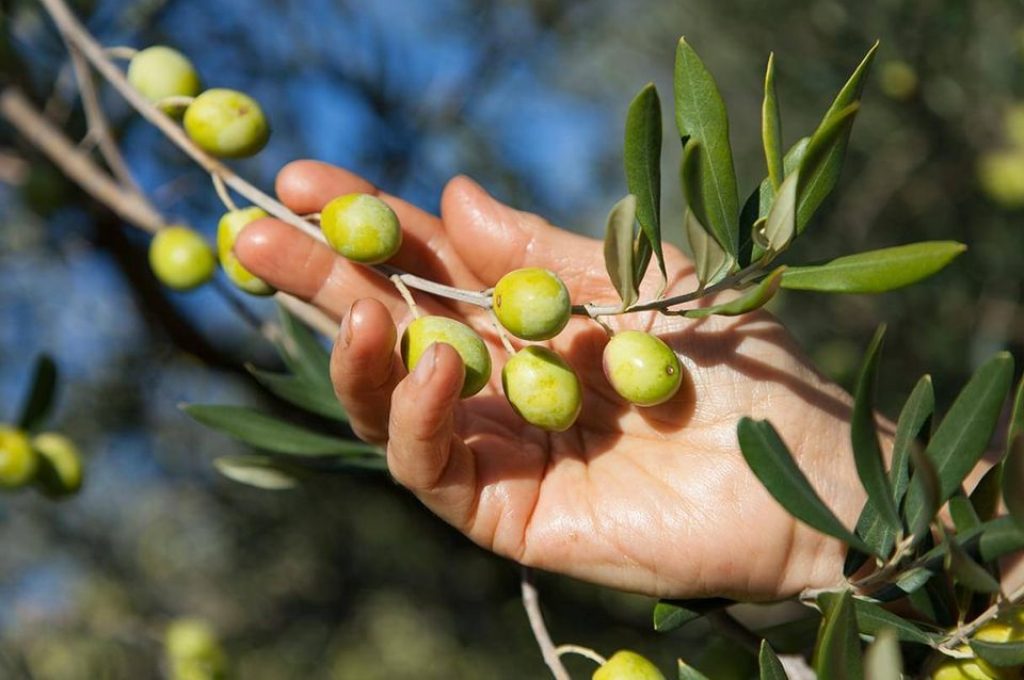 Olive