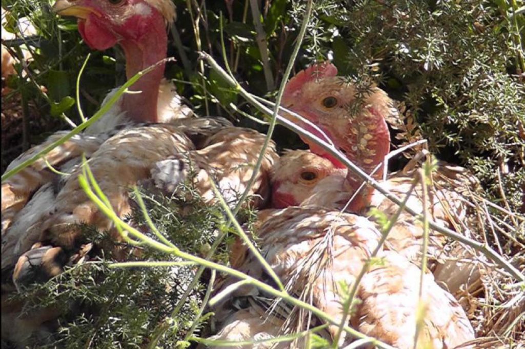 Pollo rurale