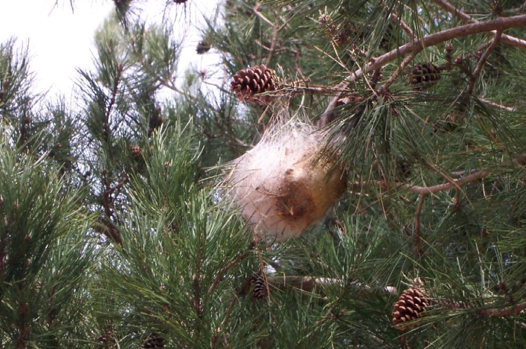 Processionaria nido_2330