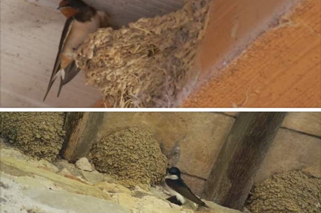 RONDINI E BALESTRUCCI