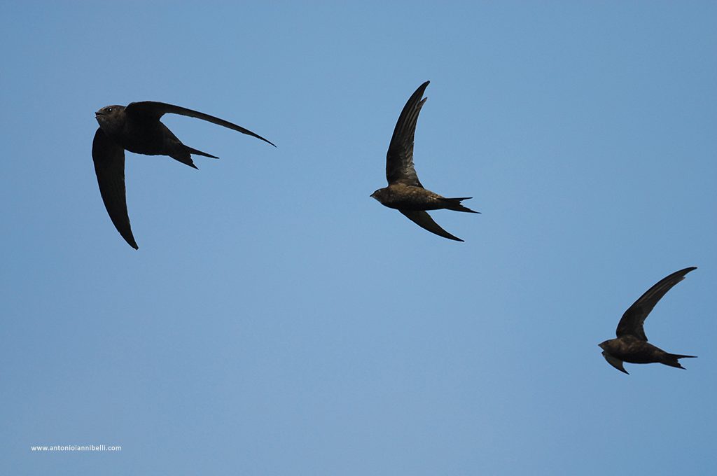 Volo di rondoni comuni