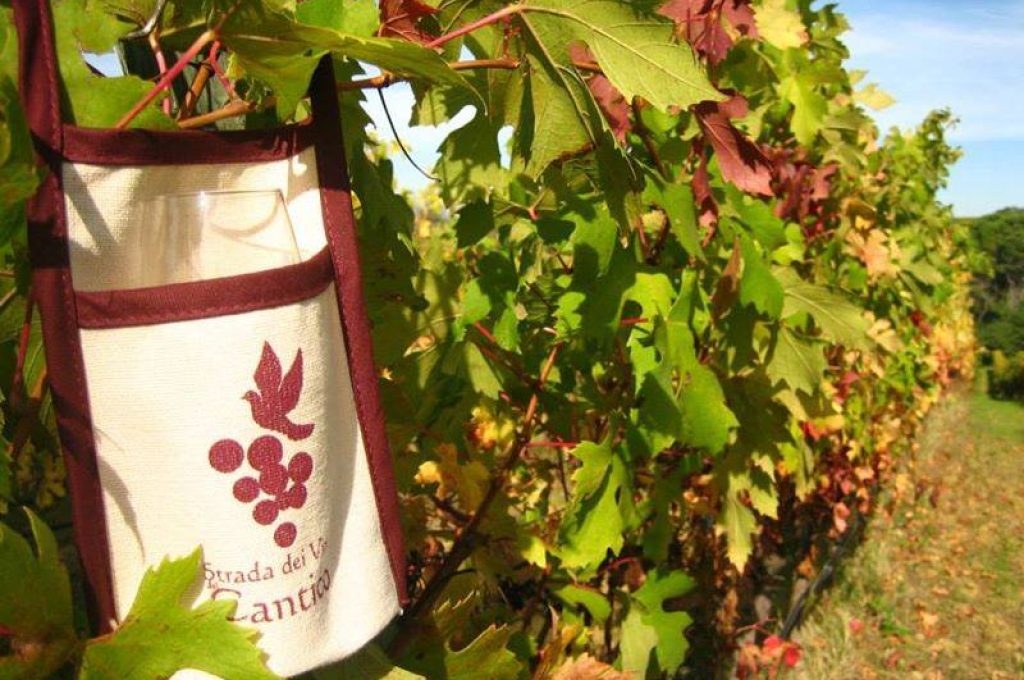 Strada Cantico_vigna autunno