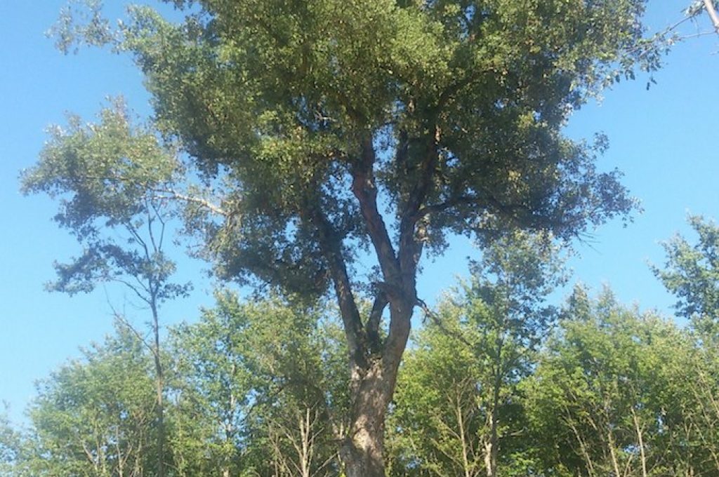 sughera