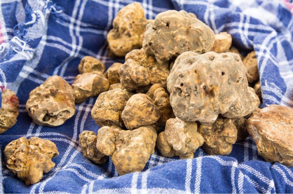 Tartufo bianco