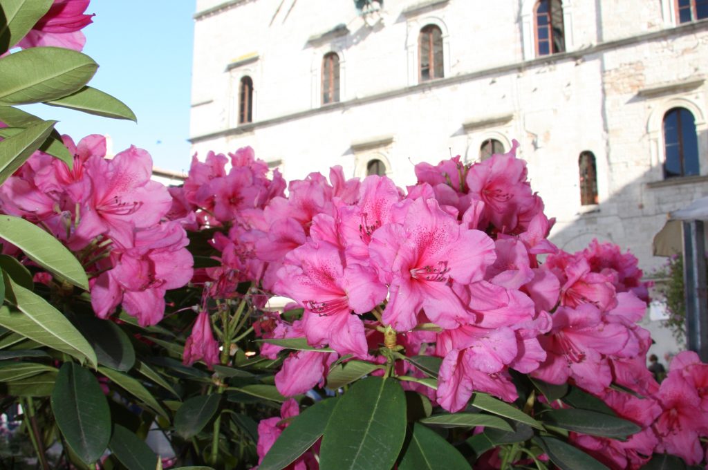 Todifiorita[1]