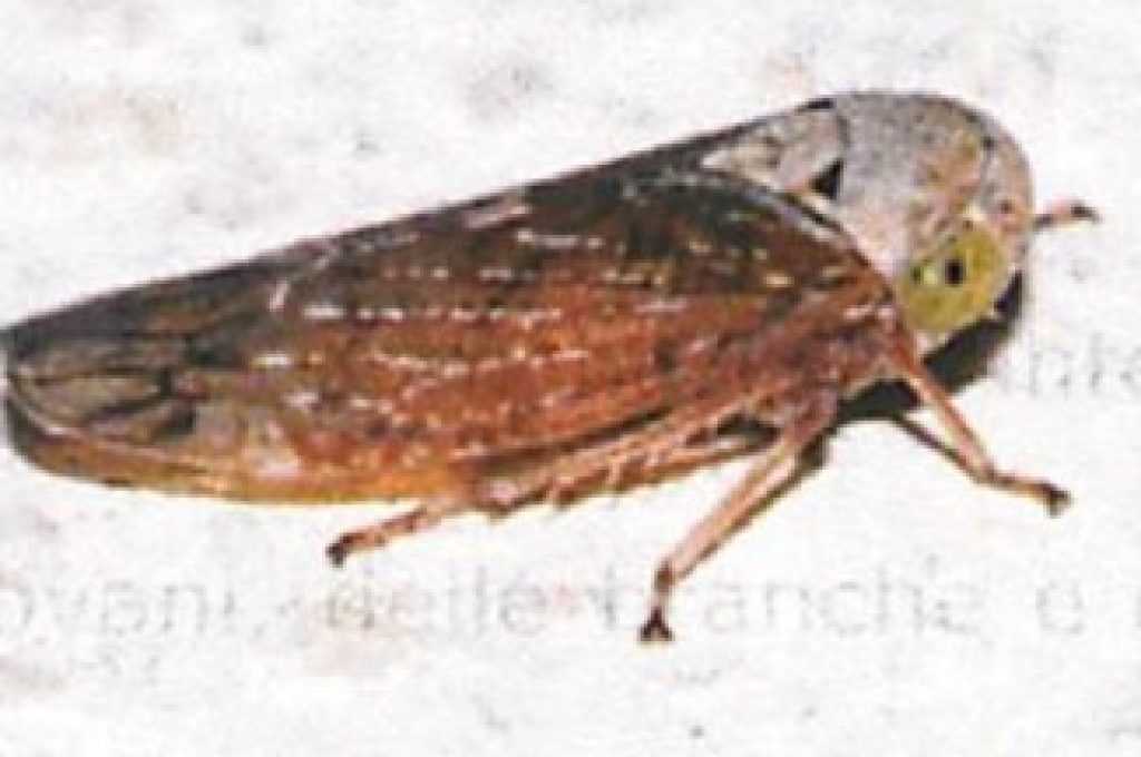 Xylella-fastidiosa-326x235