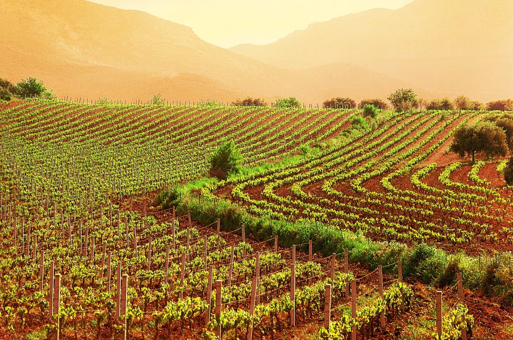agricoltura-vigneto1