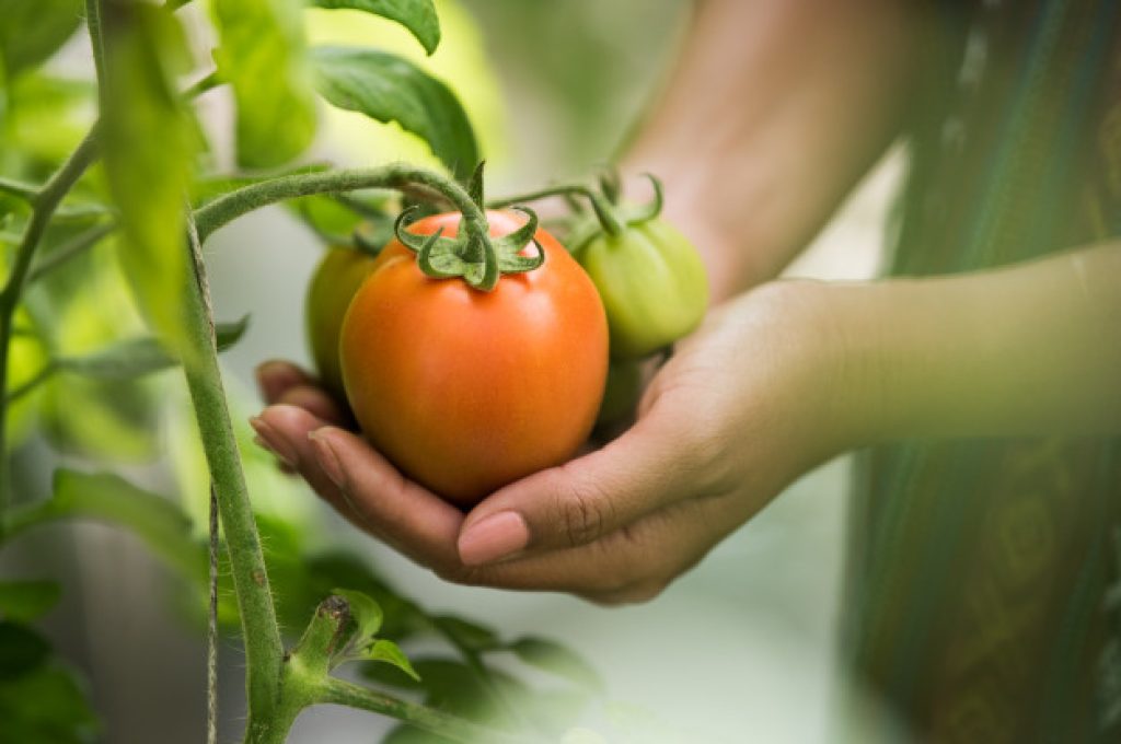agroalimentare pomodoro