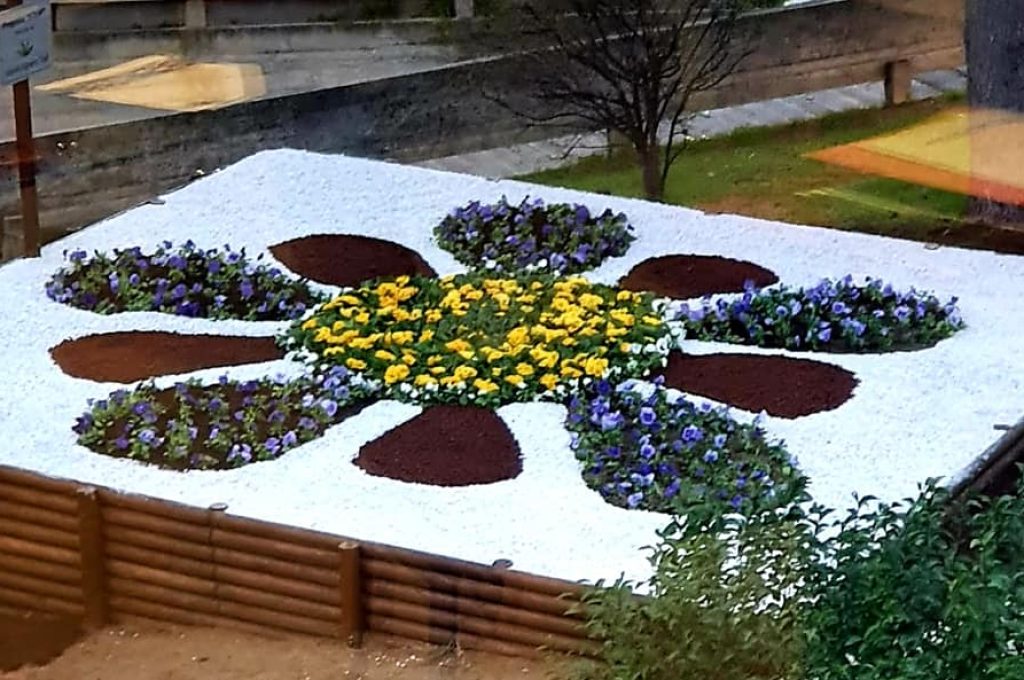 aiuola primula ospedale di Terni