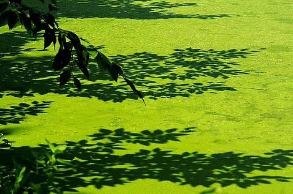 algae-can-produce-petroleum