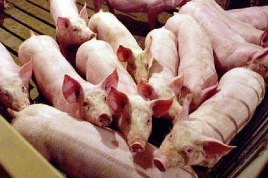 allevamenti-suini-arresti-1