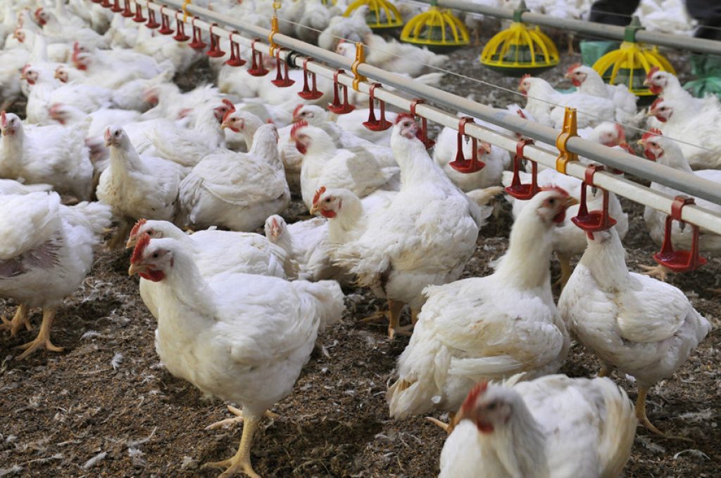 allevamento-polli-