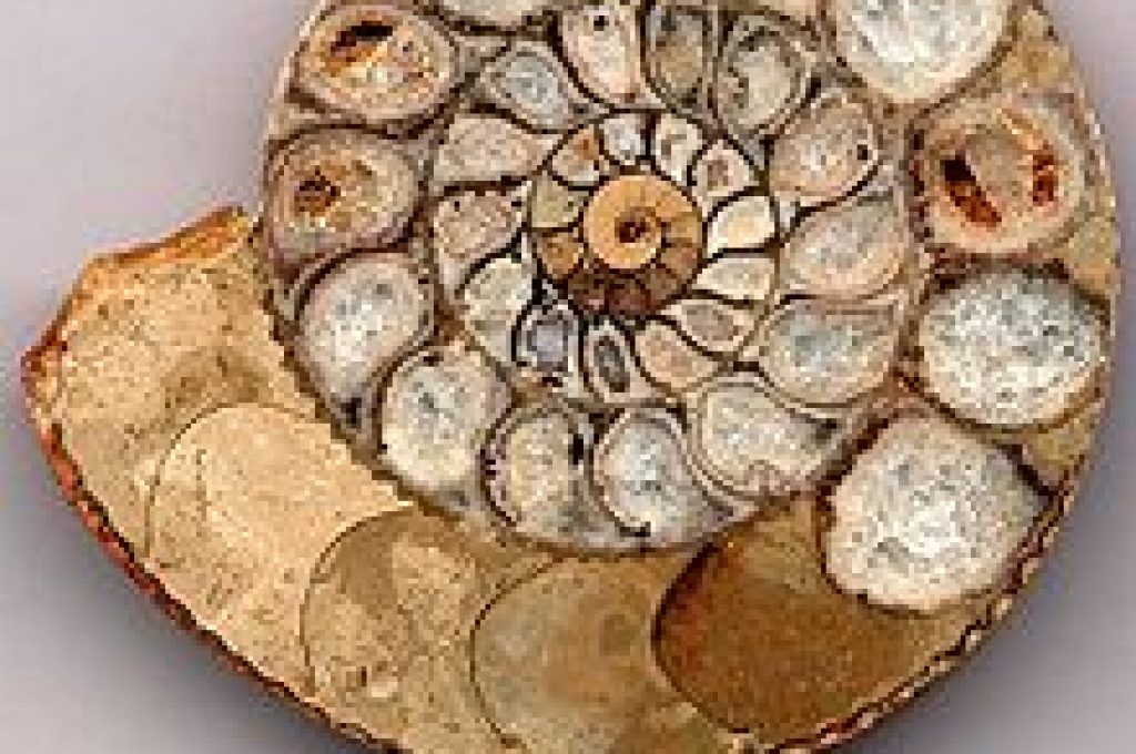 ammonite_section1