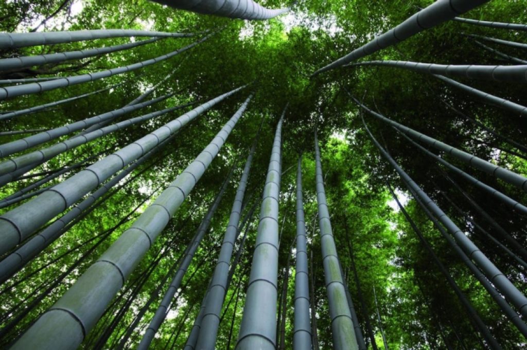 bambu-onlymoso